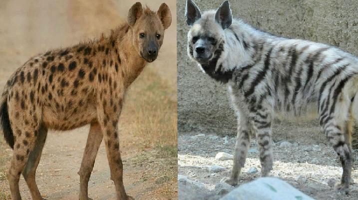 jenis hyena dubuk dan bergaris